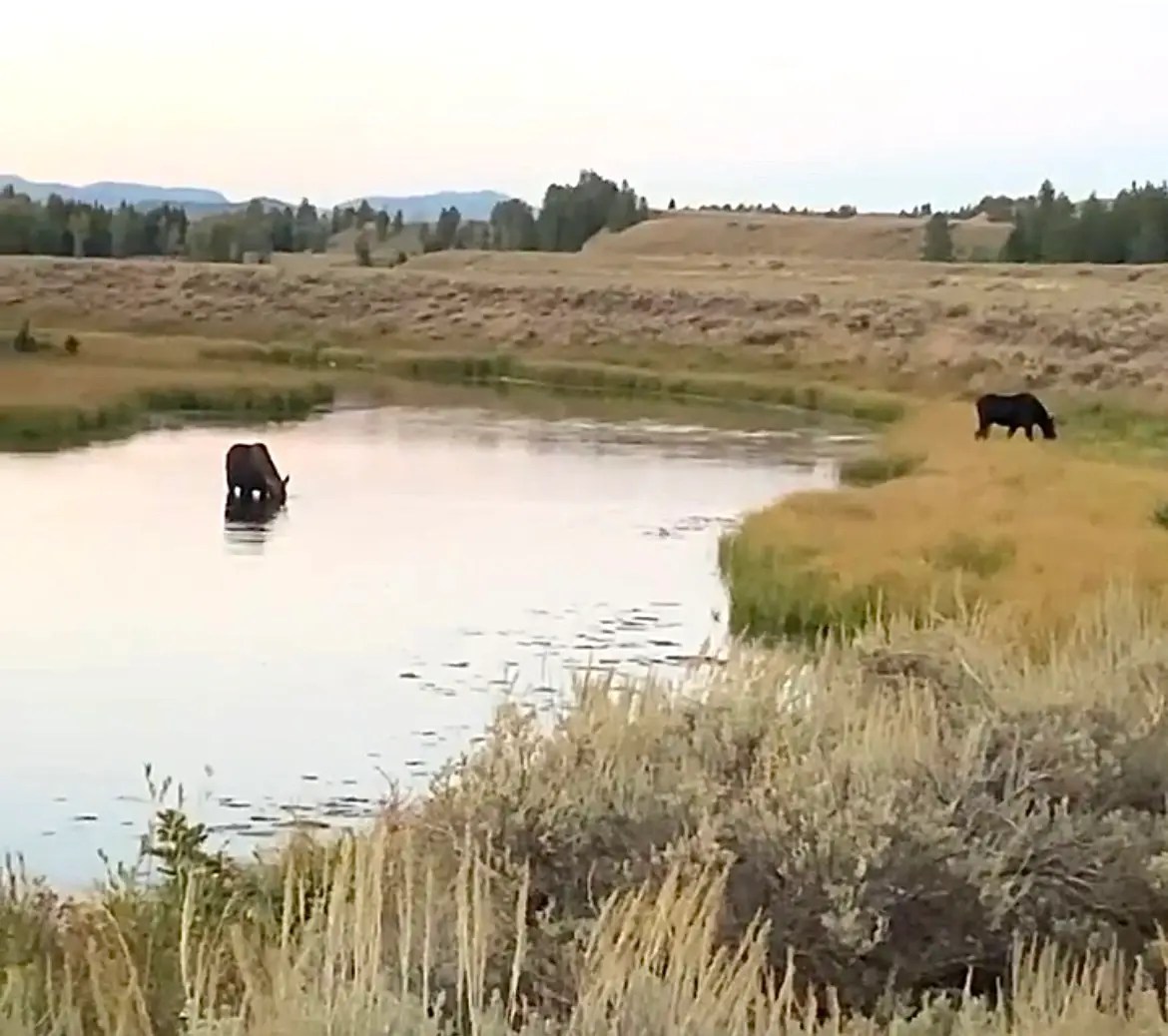 Moose grazing outside of the Grand Teton National Park, Wyoming