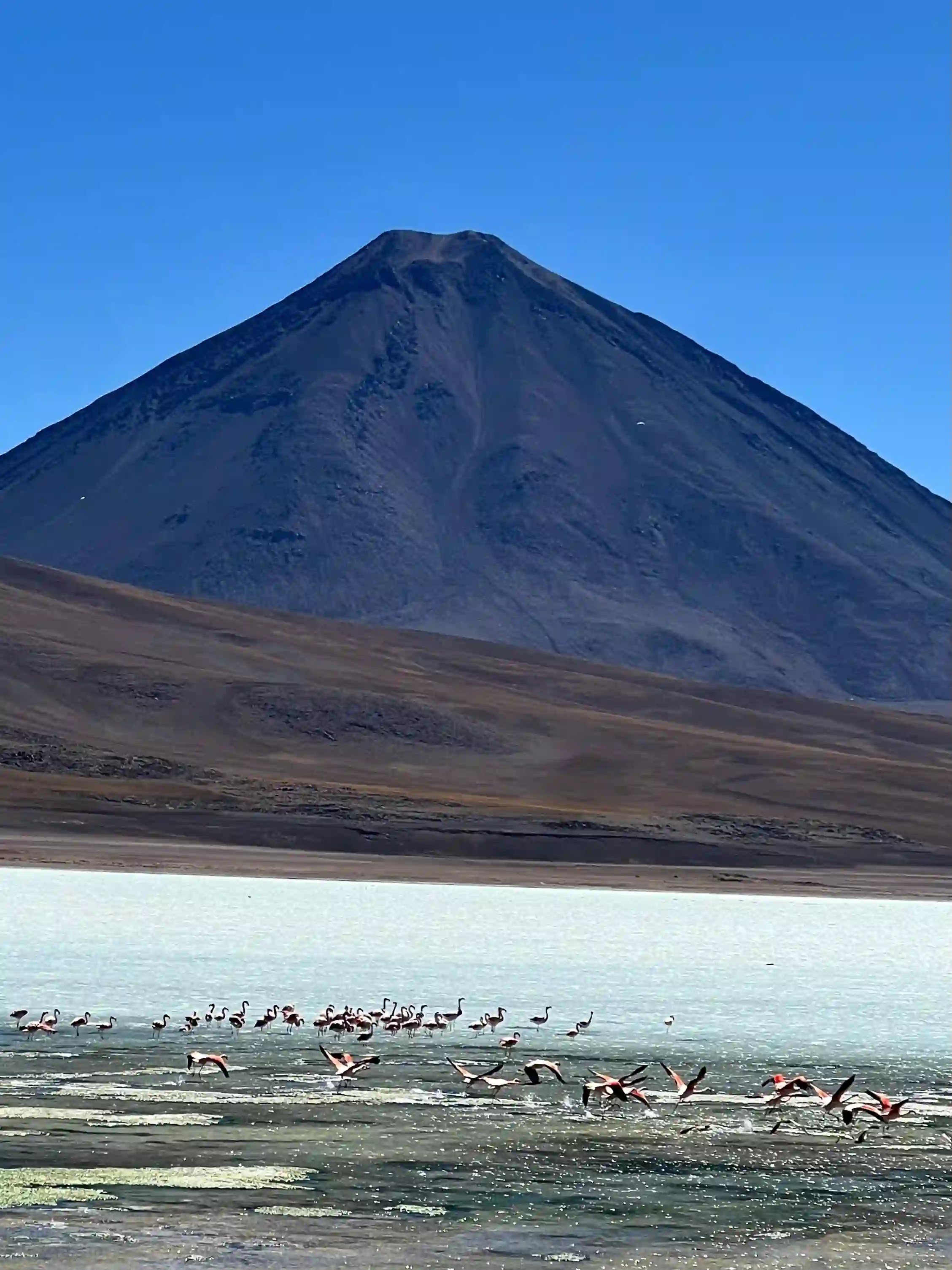Flamingos flying near the Laguna Verde, Bolivia