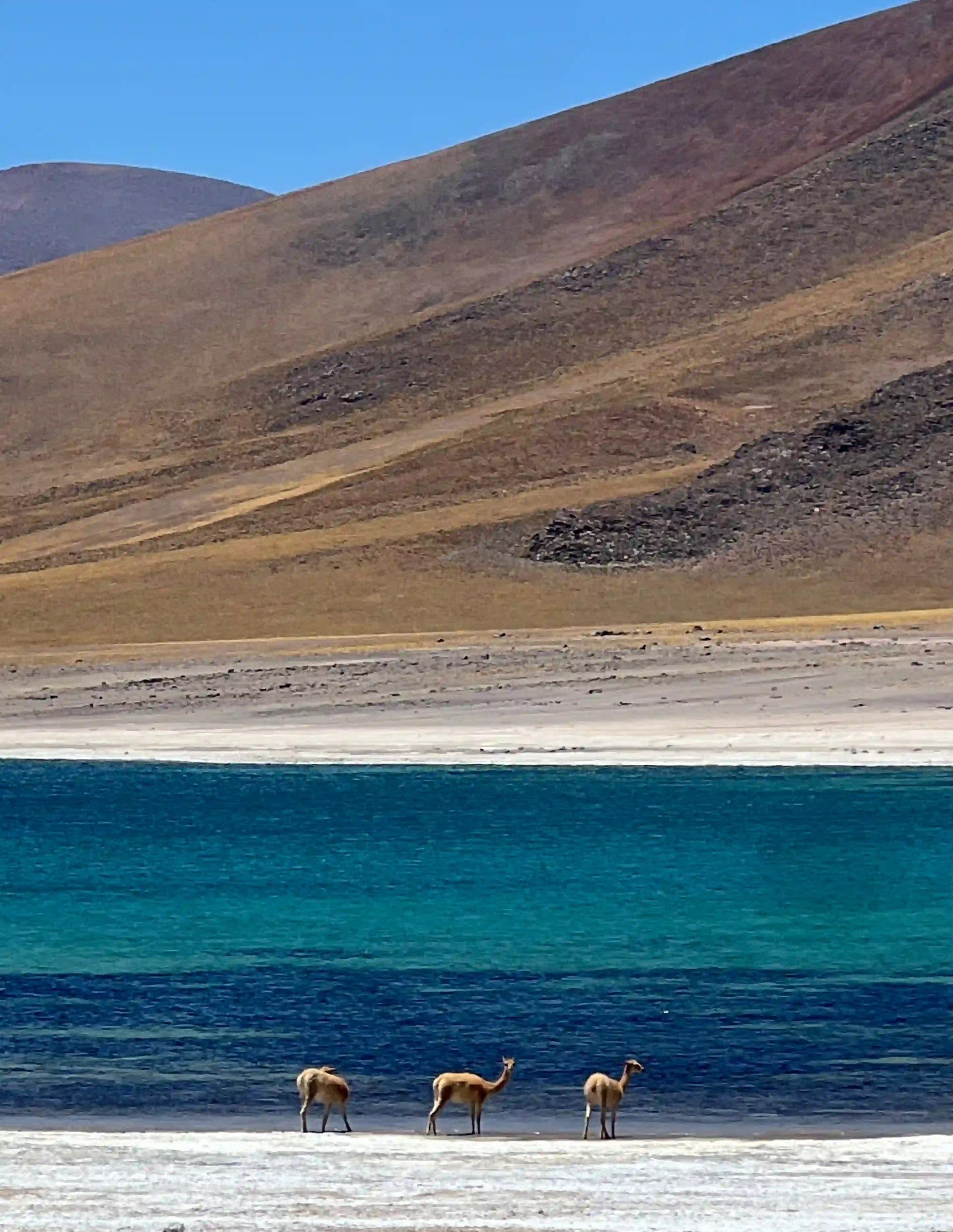 Llamas drinking from Lagunas Miscanti in the Atacama Desert, Chile